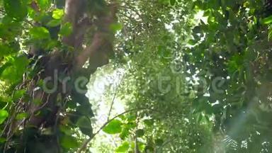 在热带雨林丛林中，在高高的手掌和藤蔓下行走时，相机在树顶上观察的4k视频。 <strong>完美完美完美</strong>